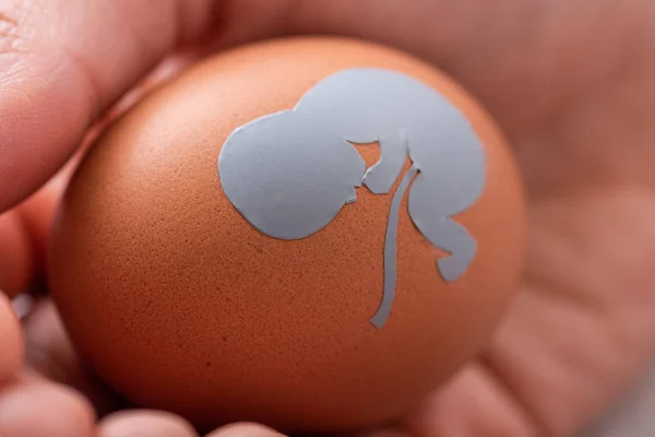 Close up of doctor holding egg with baby silhouette — Stock Photo