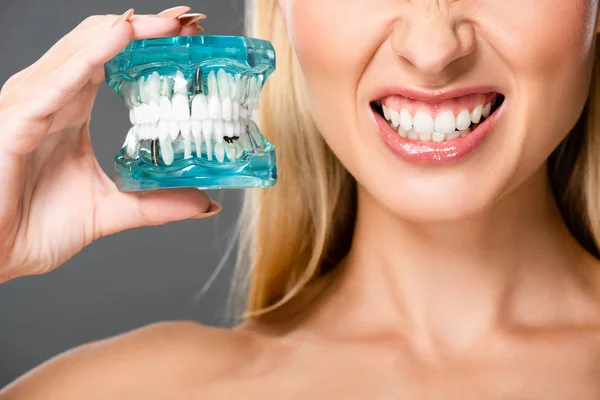 Cropped view of naked woman showing teeth and holding jaw model isolated on grey — Stock Photo