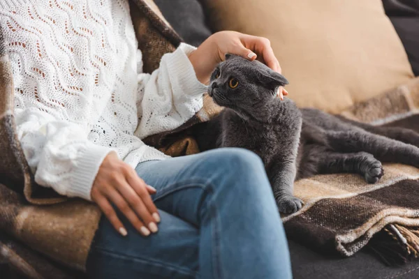 Vista recortada de la mujer en manta sentado en el sofá con el gato pliegue escocés - foto de stock