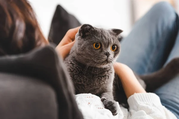 Ausgeschnittene Ansicht einer Frau auf Sofa liegend mit schottischer Faltkatze — Stockfoto