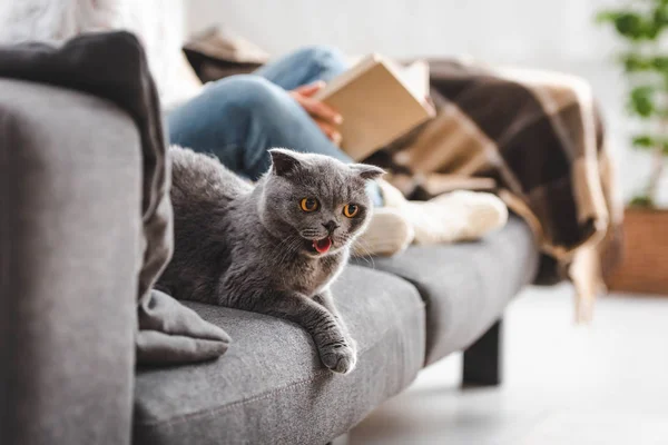 Selective focus of grey scottish fold cat on sofa with girl reading book — Stock Photo