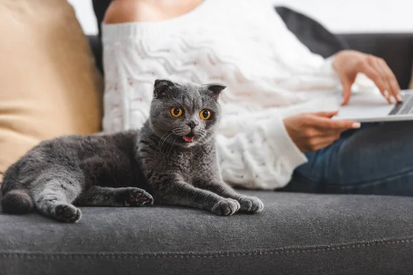 Vue recadrée de la femme en utilisant un ordinateur portable sur le canapé avec chat écossais mignon pliant — Photo de stock