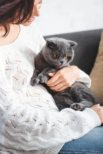 Jolie femme assise sur canapé avec chat écossais gris pliant — Photo de stock