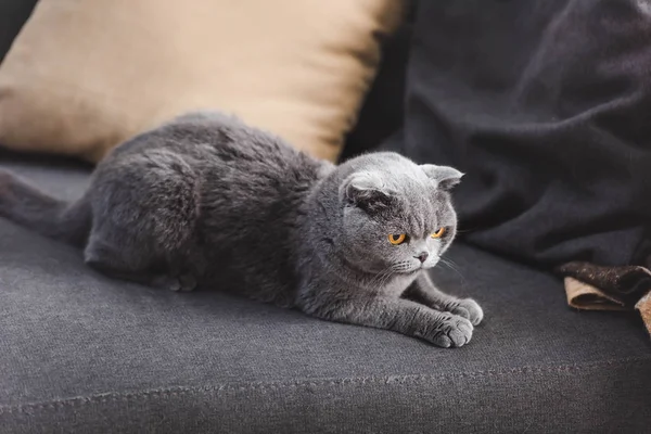 Серый шотландский складной кот на диване с подушками — стоковое фото