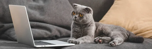 Graue schottische Faltkatze liegt auf Sofa und schaut auf Laptop — Stockfoto