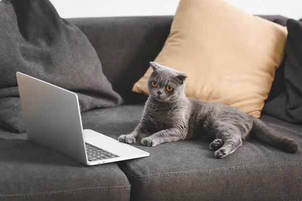 Gray scottish fold cat lying near laptop on sofa — Stock Photo