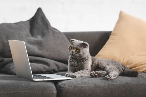 Gray scottish fold cat looking at laptop while lying on sofa — Stock Photo