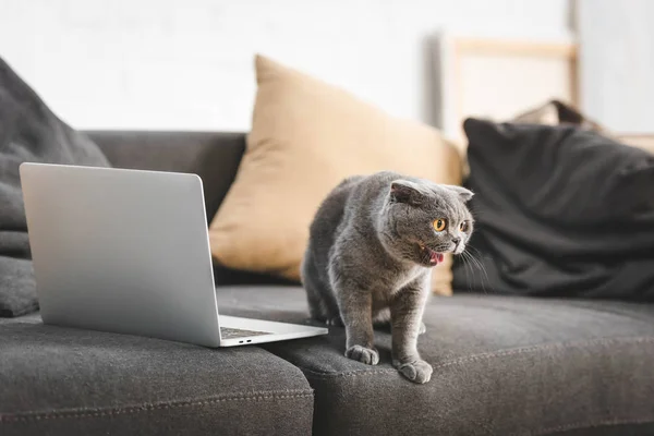 Chat écossais gris pli miaule sur canapé avec ordinateur portable — Photo de stock