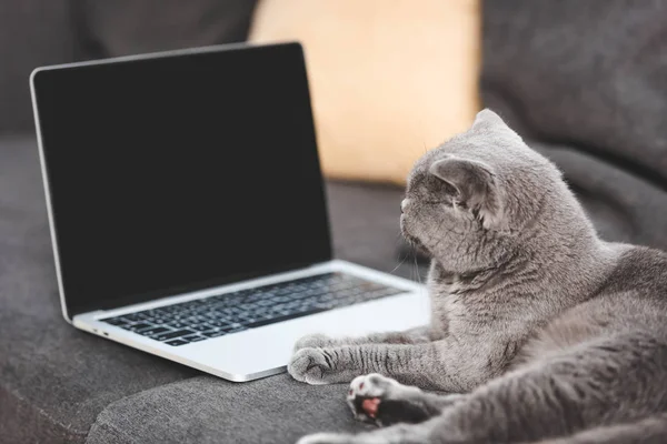Chat gris couché sur un canapé près d'un ordinateur portable avec écran blanc — Photo de stock