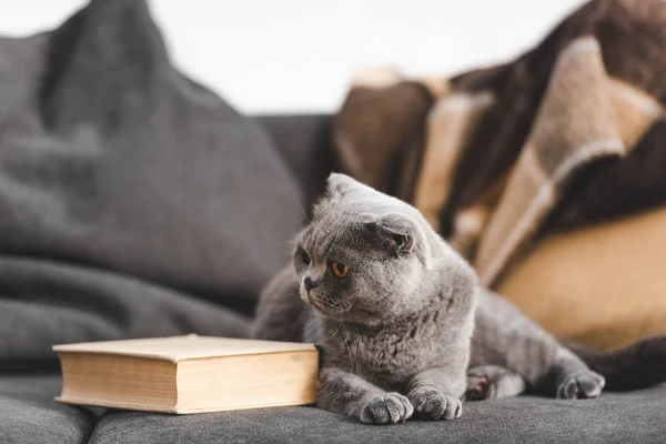 Bonito cinza escocês dobra gato no sofá com livro — Fotografia de Stock