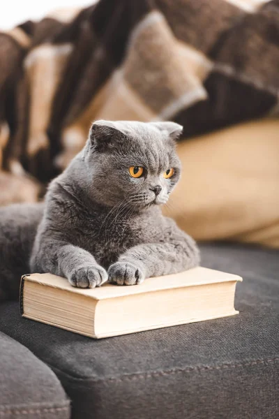 Gris écossais plier chat couché livre sur canapé — Photo de stock