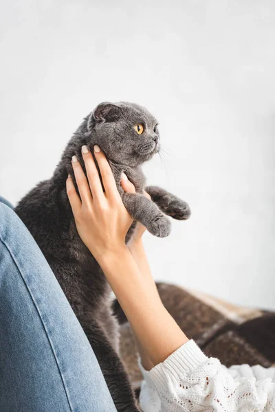 Vista cortada de menina bonita segurando escocês dobra gato no sofá — Fotografia de Stock