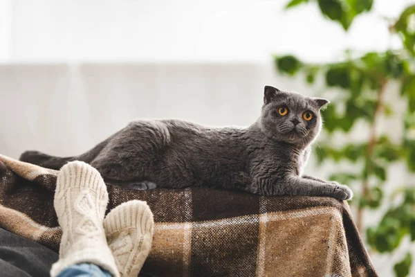 Шотландский складной кот лежит на одеяле рядом с женщиной на диване — стоковое фото