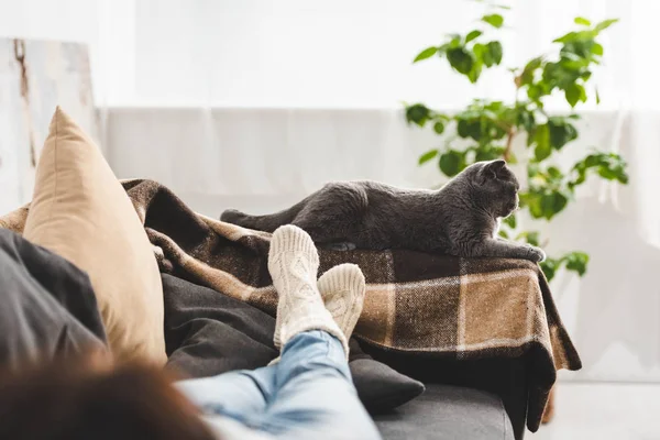 Gatto grigio sdraiato sulla coperta vicino alla donna sul divano — Foto stock