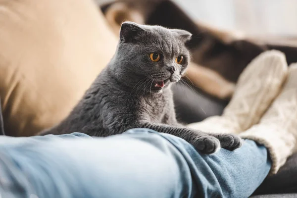 Серый шотландский складной кот лежит на женских ногах на диване — стоковое фото