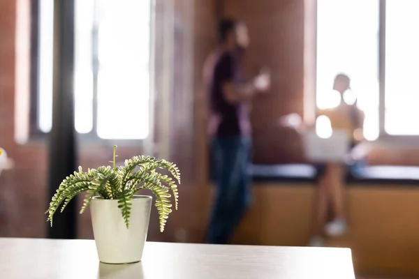 Focalizzazione selettiva di pianta verde in vaso da fiori vicino a uomini d'affari — Foto stock