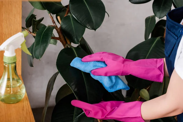 Ausgeschnittene Ansicht des Reinigers mit Lappen beim Reinigen der Blätter der Pflanze in der Nähe der Sprühflasche — Stockfoto