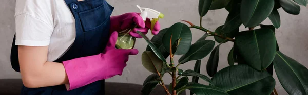 Orientação panorâmica do limpador em luvas de borracha segurando frasco de spray perto da planta em casa — Fotografia de Stock