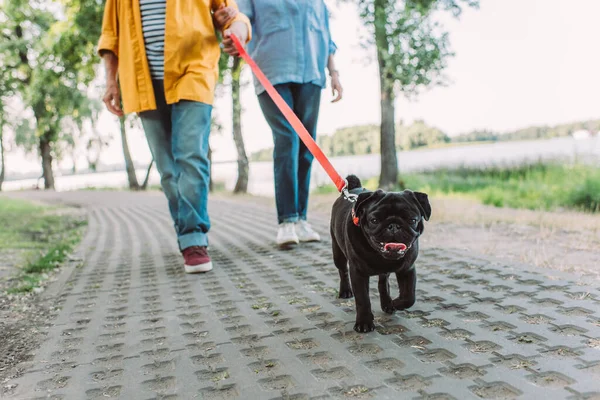 Selective focus of pug dog walking near elderly couple on path in park — Stock Photo