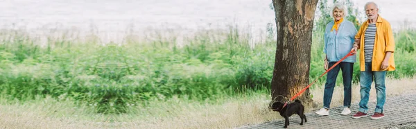 Панорамный снимок улыбающейся пожилой пары, гуляющей с мопсом на поводке в парке — стоковое фото