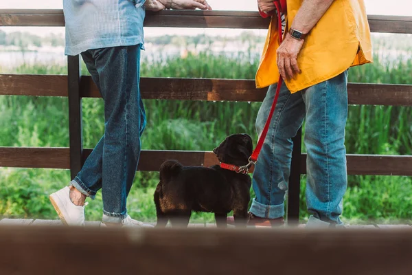 Cropped vue de chiot de carlin en laisse debout près du couple âgé sur le pont dans le parc — Photo de stock