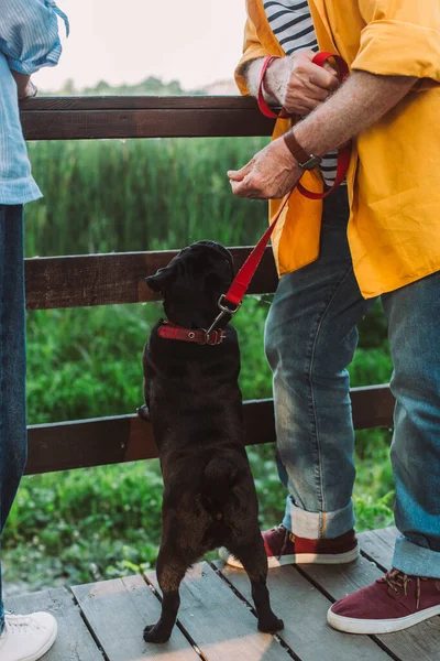 Vista recortada del hombre cogido de la mano cerca de perro pug con correa cerca de la esposa en el puente en el parque - foto de stock