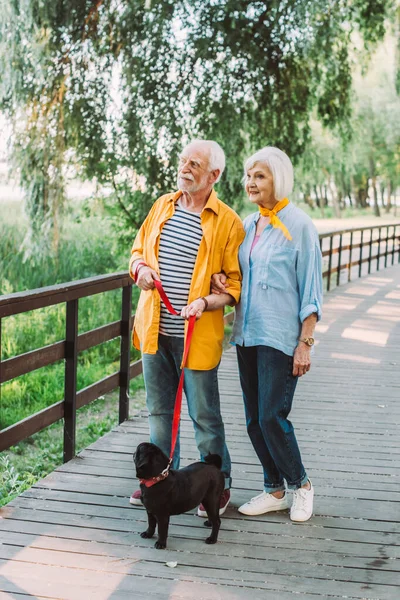 Sonriente pareja de ancianos con pug dog con correa caminando sobre puente de madera en el parque en verano - foto de stock