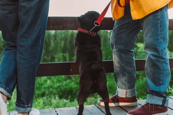 Vista recortada de perro pug con correa de pie junto a la pareja de ancianos en el puente de madera en el parque - foto de stock