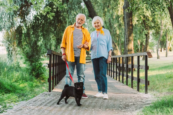 Enfoque selectivo de la sonriente pareja de ancianos con perrito con correa paseando en el parque durante el verano - foto de stock