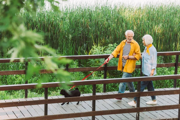 Selective focus of smiling senior couple strolling with pug dog on leash on bridge in park — Stock Photo