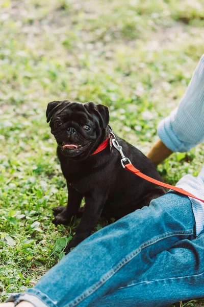 Вибірковий фокус собаки мопса, що сидить біля старшої жінки на траві в парку — стокове фото