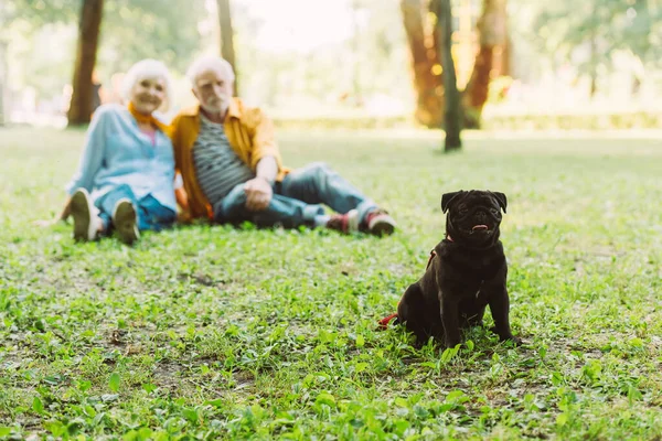 Foco seletivo do cão pug sentado na grama com casal sênior no fundo no parque — Fotografia de Stock