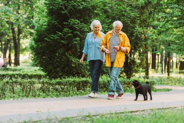 Focus selettivo di allegra coppia di anziani con cane carlino al guinzaglio passeggiando nel parco in estate — Foto stock