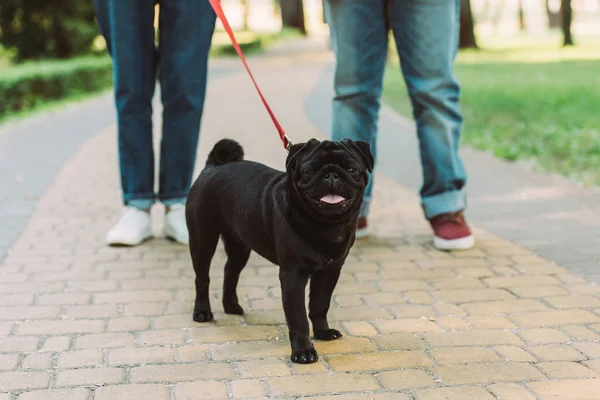 Selective focus of pug dog on leash standing beside senior couple on walkway in park — Stock Photo
