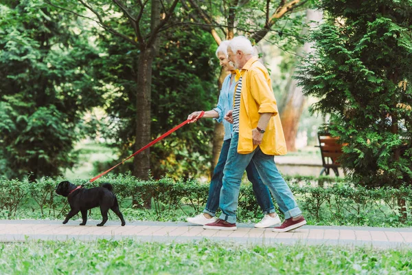 Вид сбоку на позитивную пожилую пару прогуливающуюся с собакой-мопсом на поводке в летнем парке — стоковое фото