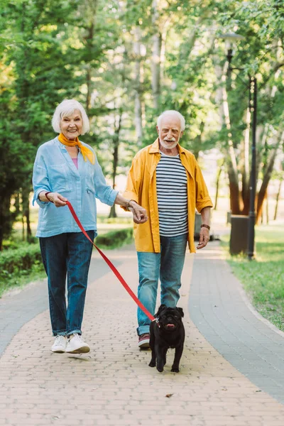 Smiling elderly couple walking pug dog on leash and holding hands in park — Stock Photo