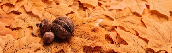 Walnut and acorns on golden autumnal foliage background, panoramic shot — Stock Photo