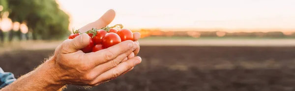 Vista cultivada do agricultor segurando tomates cereja maduros em mãos de xícara, cabeçalho do site — Fotografia de Stock