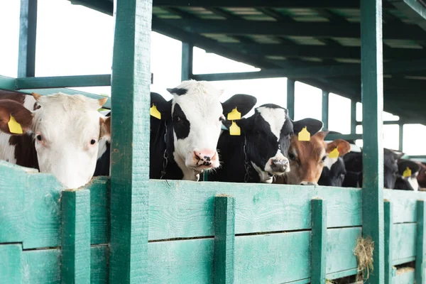 Manada de vacas manchadas com etiquetas amarelas perto do estábulo — Fotografia de Stock