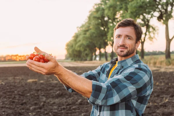 Agriculteur en chemise à carreaux regardant la caméra tout en tenant des tomates cerises mûres dans les mains coupées — Photo de stock