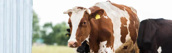 Concepto horizontal de vaca marrón y blanca con etiqueta en la oreja en la granja lechera - foto de stock