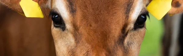 Close up view of brown calf head with yellow tags in ears, horizontal image — Stock Photo