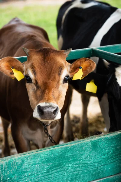 Messa a fuoco selettiva del vitello marrone con etichette gialle nelle orecchie vicino alla recinzione della stalla — Foto stock