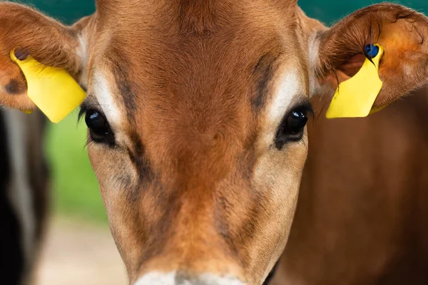 Nahaufnahme von braunen Kälberkopf mit gelben Tags in Jahren auf Milchviehbetrieb — Stockfoto