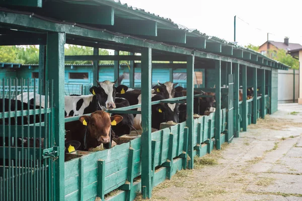 Herde gefleckter Kühe nahe Krippe in Kuhstall auf Milchviehbetrieb — Stockfoto