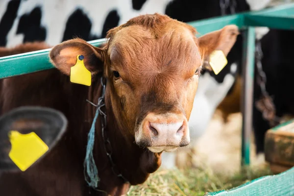 Selective focus of brown calf with yellow tags in cowshed on dairy farm — Stock Photo