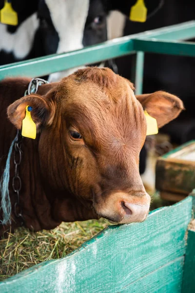 Fuoco selettivo di vitello marrone con etichette gialle vicino mangiatoia con fieno in stalla — Foto stock