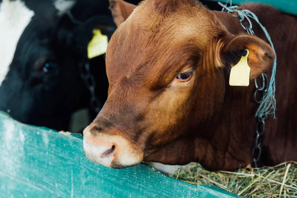 Fuoco selettivo di vitello marrone vicino a mangiatoia con fieno in stalla — Foto stock