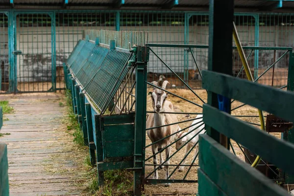 Селективный фокус пятнистой козы с белым детенышем в загоне на ферме — стоковое фото