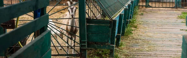 Selective focus of goat with goatling in corral on farm, panoramic concept — Stock Photo